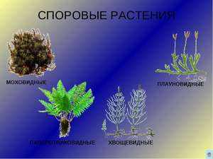 Папоротниковидные растения