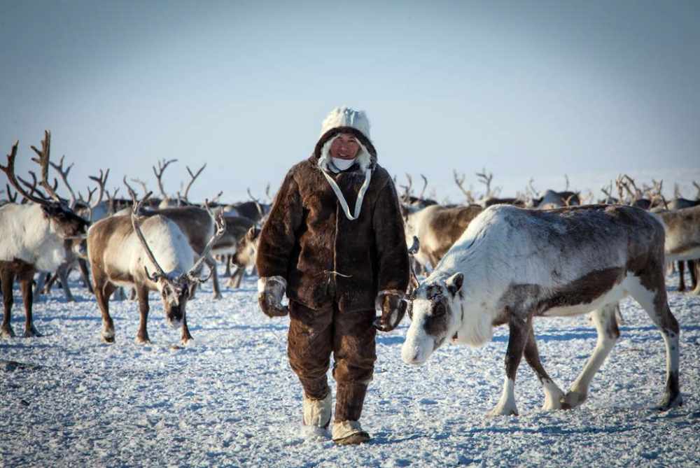 В Якутии разработают профстандарты для оленеводов и коневодов | ЯСИА