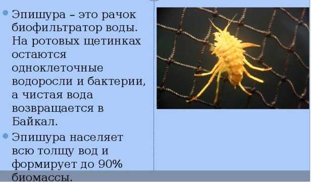 Байкальская эпишура - География - Прочее