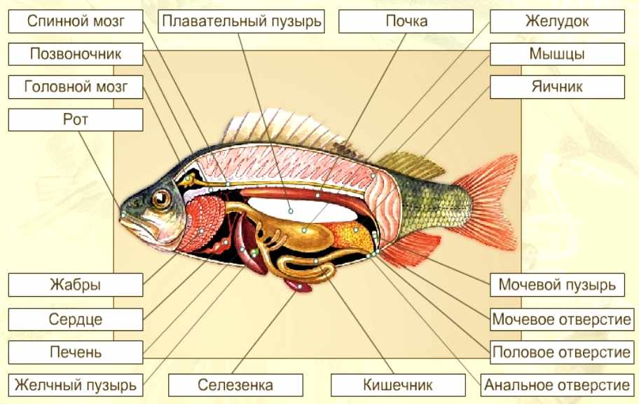 Конспект Группа Рыбы - УчительPRO