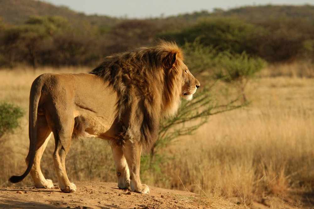 200 тыс лет назад в Африке обитали львы, не уступающие ростом ...