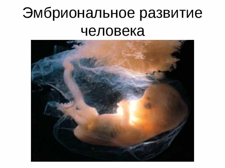Эмбриональный период развития 