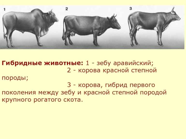 Методы селекции животных 