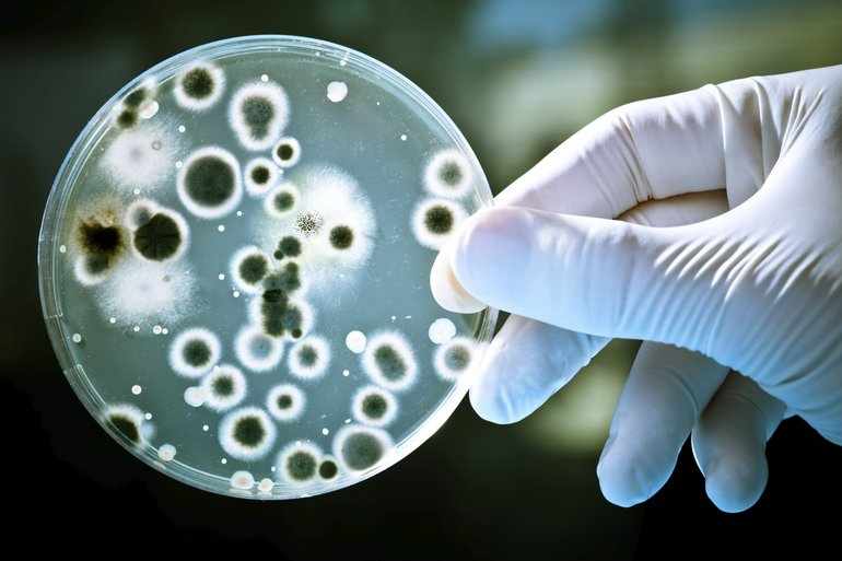 Роль бактерий в жизни человека и природе