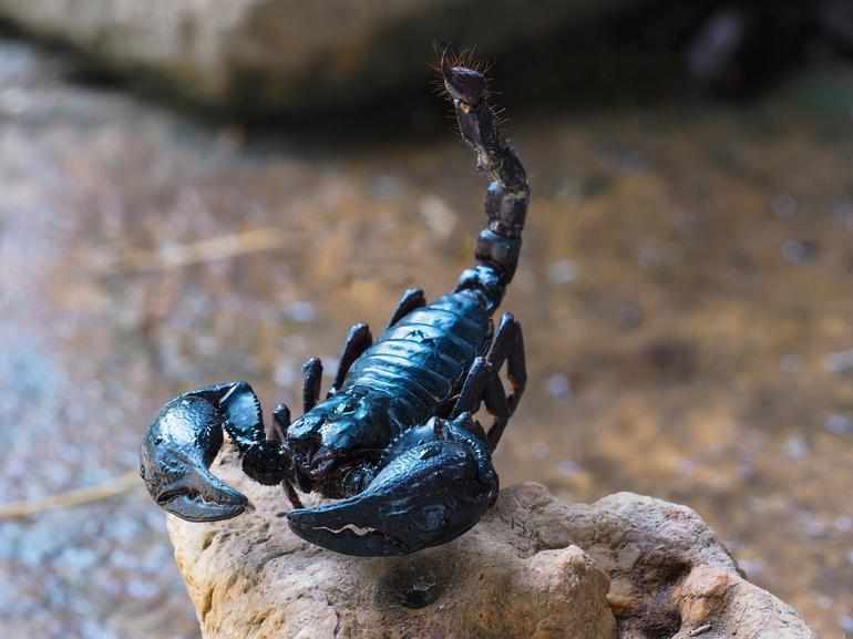 К какому виду относится скорпион 