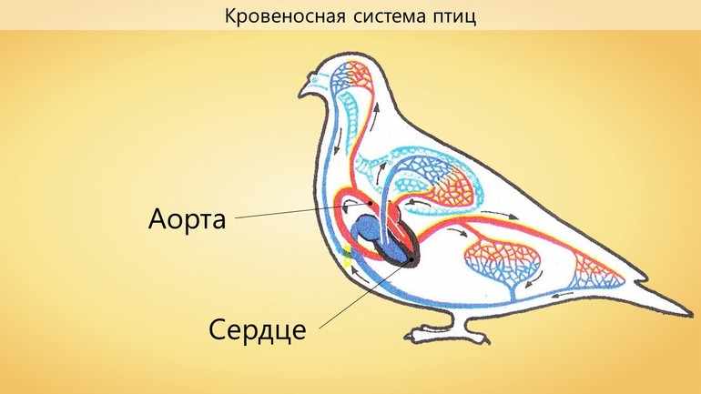 Кровеносная система птиц 