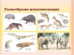 Разнообразие млекопитающих