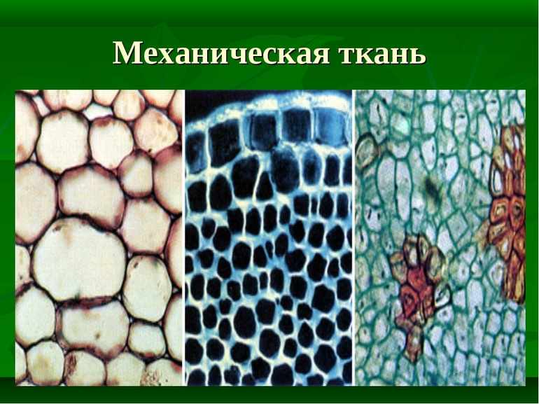 Механическая ткань растений