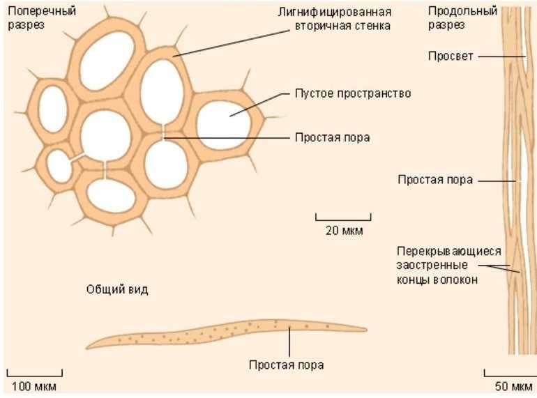 Структура склеренхимы